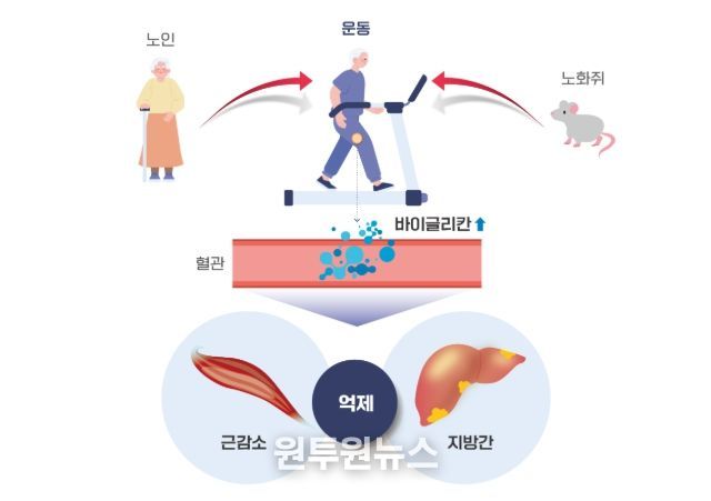 운동을 통해 분비된 바이글리칸(Biglycan)의 근육과 간 손상 개선효과 모식도