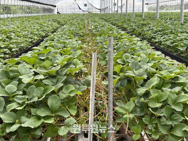 경남도,'26년딸기우량모주92만주로고품질딸기생산지원