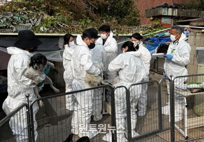 긴급구조된 개들이 백신을 접종하는 모습