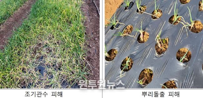 충남도 겨울철 쪽파 생육재생기 관리법