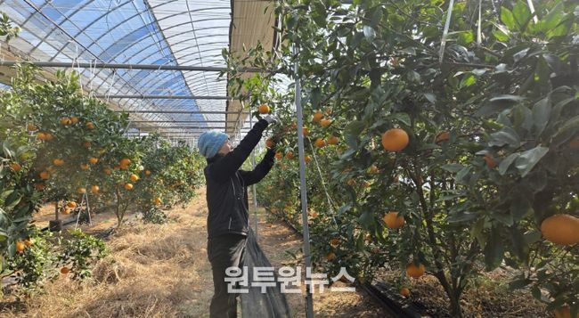 정읍산 만감류 ‘레드향·홍혜향’ 본격 출하…