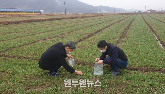 농업기술센터 관계자들이 맥류 생육재생 여부를 판정하고 있는 모습.