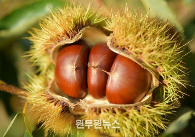 밤나무 재배 임가 대상 내달 6일까지 무상 분양 신청 접수