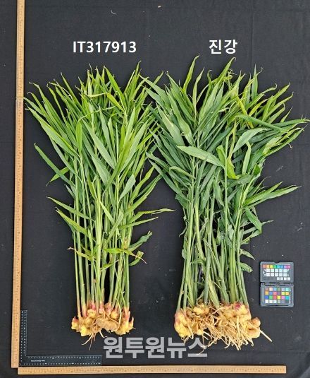 농업기술원, 국내 최초 생강 신품종 ‘진강’ 육성 및 출원