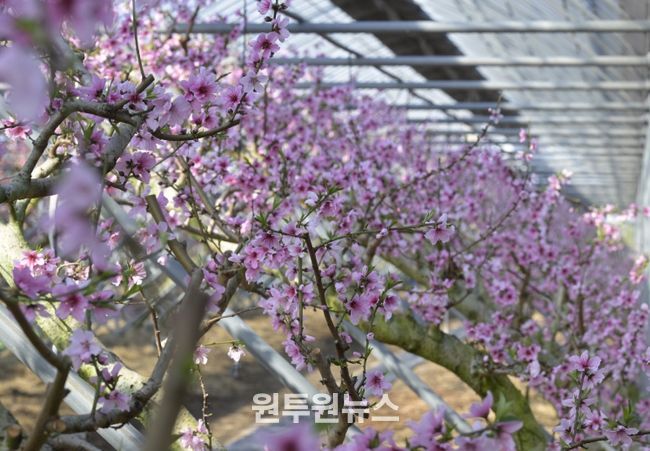 봄 소식을 전하는 복사꽃 만개!