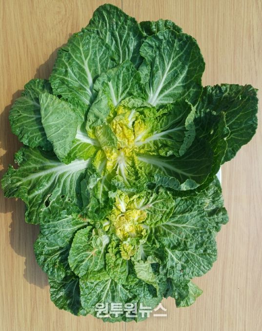 주요 점검대상 농산물(봄동)