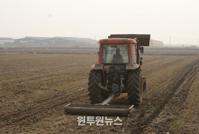 충북농기원, 봄철 사료작물 ‘눌러주기’로 생산량 15_ 증대(동계사료작물 진압관리)