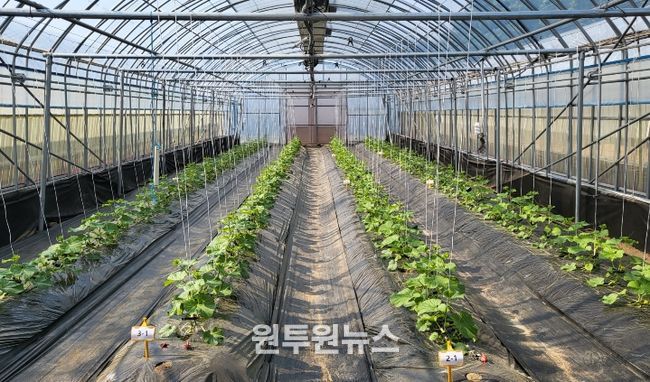 봄재배 멜론 정식 후 초기 생육 관리 중요