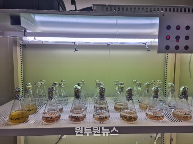 전복 종자 살리는 '첫 밥상' 규조류 무상 공급