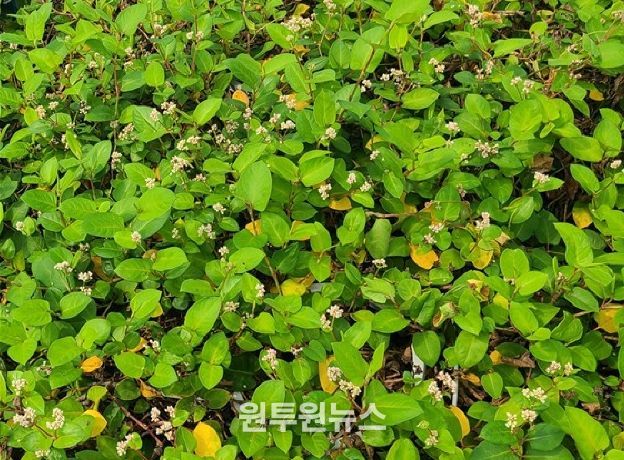 희귀산림자원(덩굴모밀)