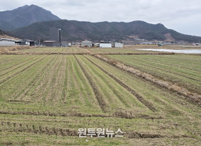 봄철 맥류 관리 ‘골든타임’…구미시, 현장 기술지원 강화배수로