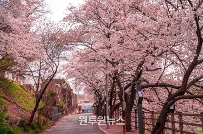 장생옛길 벚꽃길 걷고 경품 받자!!