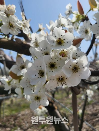 배나무 저온 피해 모습