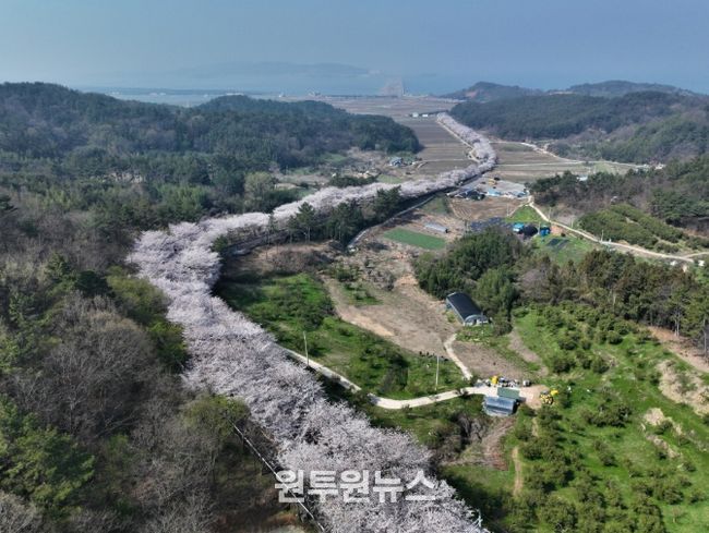 고흥만 벚꽃길, 아는 사람만 찾는 숨은 봄 명소