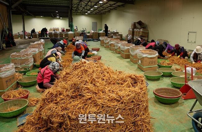 케이비에스(KBS) ‘굿모닝 대한민국’ 금산인삼 선별장 방송 캡쳐본