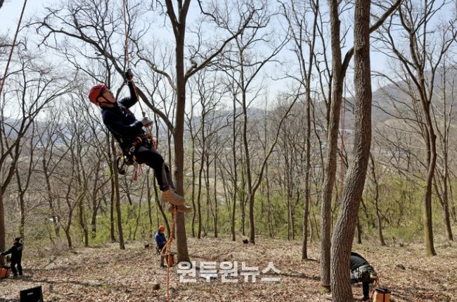 교육생 김강우 씨가 로프와 장비를 이용해 나무에 오르는 모습