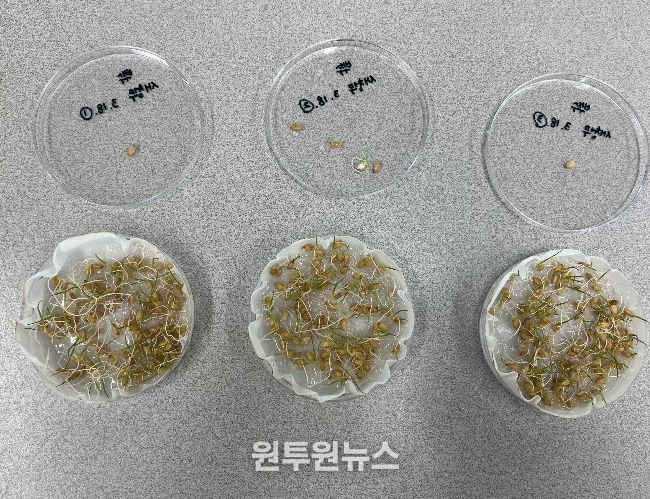 건강한 모 키우기의 시작, 종자 발아율 검사